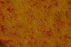 Gloeomucro dependens