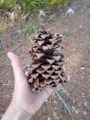 Pinus elliottii densa