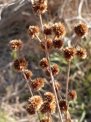 Juncus scirpoides