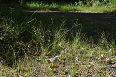 Eragrostis unioloides
