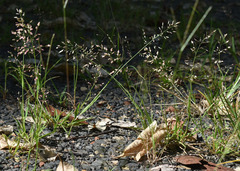 Eragrostis unioloides