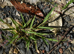 Eragrostis unioloides