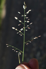 Eragrostis unioloides