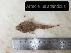 Artediellus atlanticus
