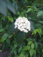 Viburnum × rhytidophylloides