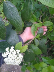 Viburnum × rhytidophylloides