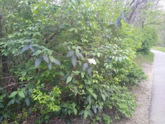 Viburnum × rhytidophylloides