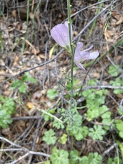 Sidalcea robusta