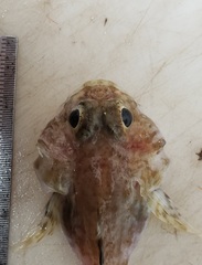 Artediellus atlanticus