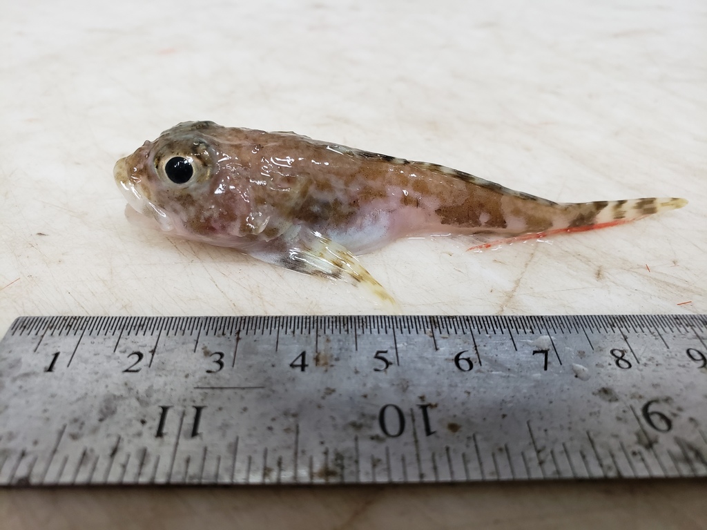 Hookear Sculpins