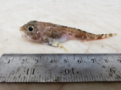Artediellus atlanticus