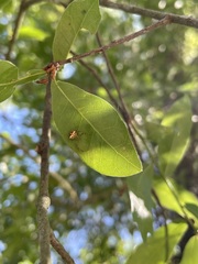 Araneus miniatus