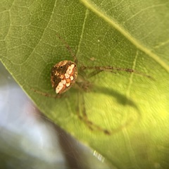 Araneus miniatus