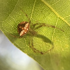 Araneus miniatus