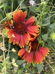 Gaillardia