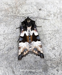 Phlogophora albovittata