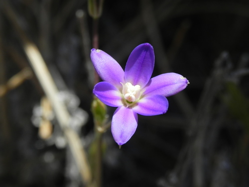 Image of Thread-Leaved Brodiaea (Brodiaea filifolia) by (c) James C. Davis, some rights reserved (CC BY-SA)