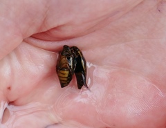 Acilius abbreviatus