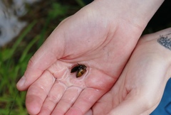 Acilius abbreviatus
