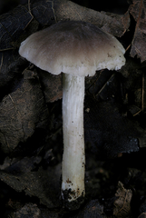 Dennisiomyces