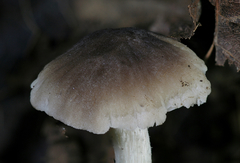 Dennisiomyces