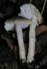 Dennisiomyces