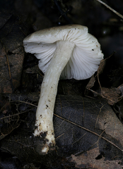 Dennisiomyces