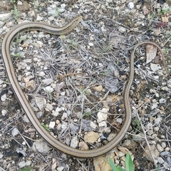 Ophisaurus attenuatus