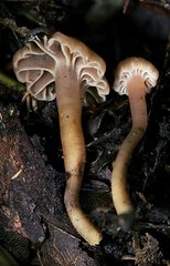 Camarophyllopsis