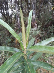 Dendrophorbium longilinguae