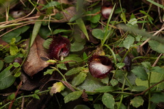 Corybas hispidus