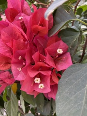Bougainvillea