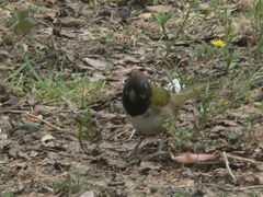 Pipilo maculatus × ocai