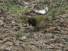 Pipilo maculatus × ocai