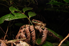 Ranoidea subglandulosa