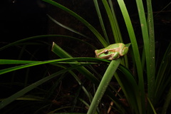 Ranoidea subglandulosa