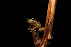 Ranoidea subglandulosa