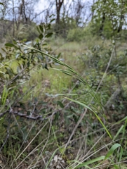 Bromus pseudolaevipes
