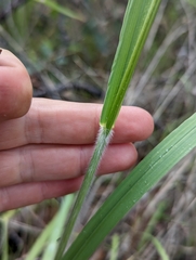 Bromus pseudolaevipes