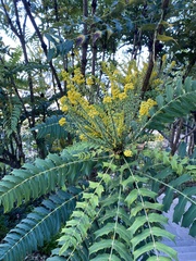 Magnoliopsida