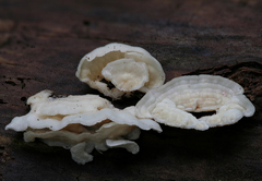 Dacryobolus angiospermarum