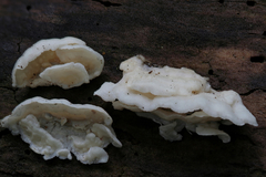 Dacryobolus angiospermarum