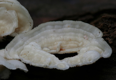 Dacryobolus angiospermarum