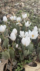 Sanguinaria