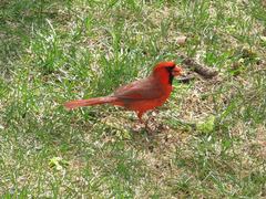 Cardinalis cardinalis