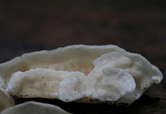 Dacryobolus angiospermarum