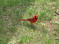 Cardinalis cardinalis