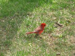 Cardinalis cardinalis