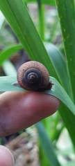 Ponderconcha murphyi