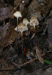 Mycena albiceps